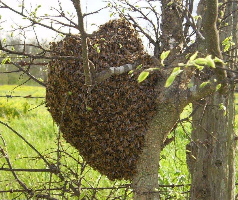 Ontario Bee Rescue Services