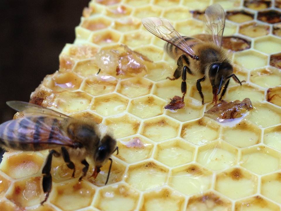 Ontario Bee Rescue Canada